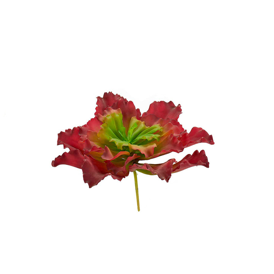 Planta com Folhas Onduladas