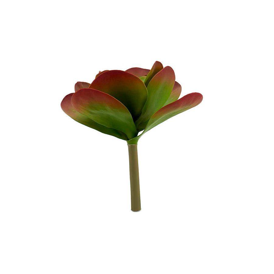 Planta com Folhas Redondas