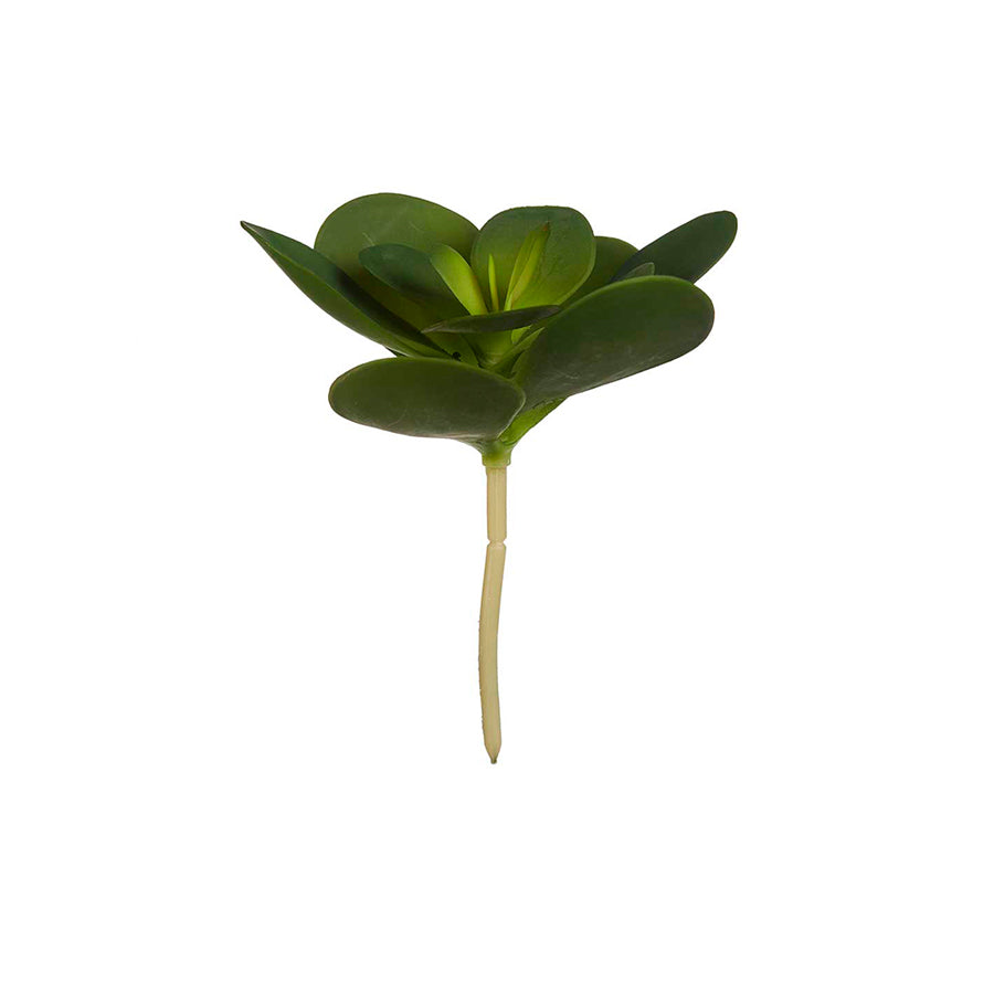 Planta com Folhas Redondas